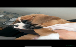 Boxer dogs for sale: KC Champion bloodline Boxer puppies  - Image 19