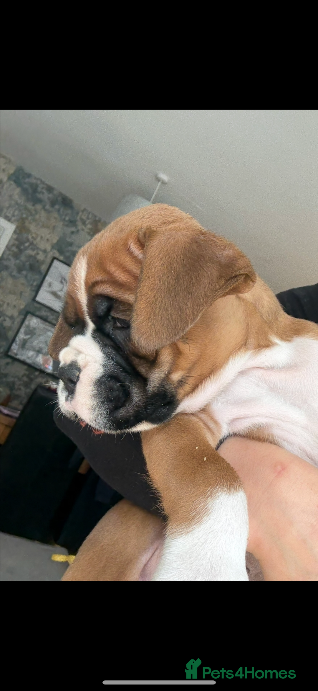 Boxer dogs for sale: KC Champion bloodline Boxer puppies  - Image 19