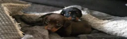 Miniature Dachshund dogs for sale: Miniature Dachshunds - Advert 30