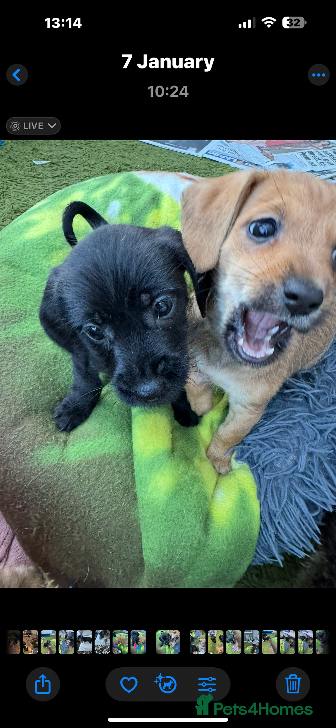 Mixed Breed dogs for sale: Shih-poo x Jack Russell Puppys - Advert 8