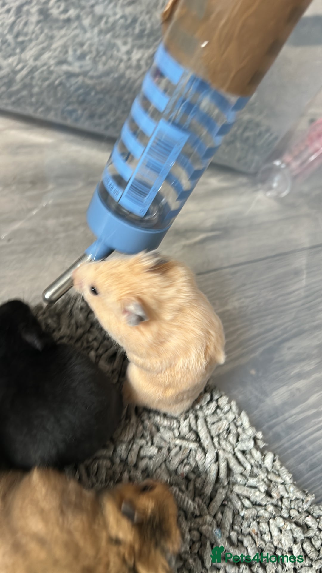 Hamster rodents for sale: Mixed males & female baby Syrian hamsters  - Advert 13