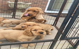Cocker Spaniel dogs for sale: OUT STANDING GOLDEN SHOW TYPE COCKER SPANIEL  - Image 35