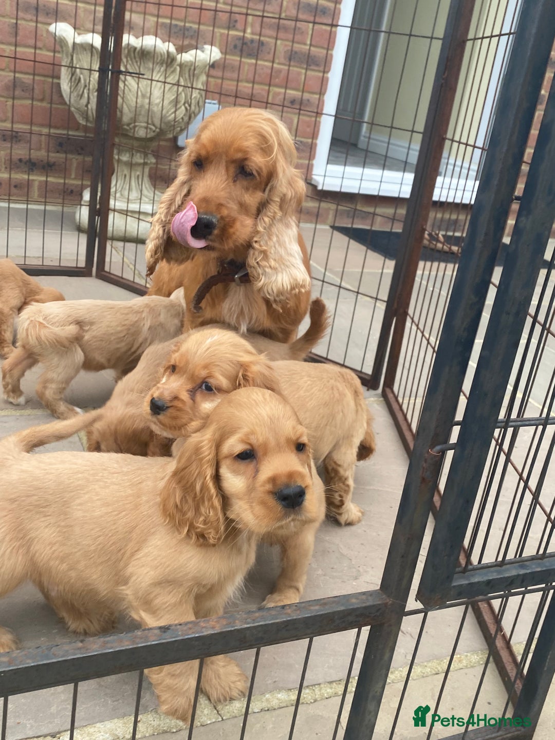 Cocker Spaniel dogs for sale: OUT STANDING GOLDEN SHOW TYPE COCKER SPANIEL  - Image 35