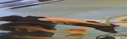 Plecos fish for sale: Bristlenose pleco common/albino available  - Advert 5
