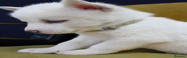 Siberian Husky 6