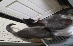 British Longhair cats for sale: Loving Kittens Ready for Homes - Image 5