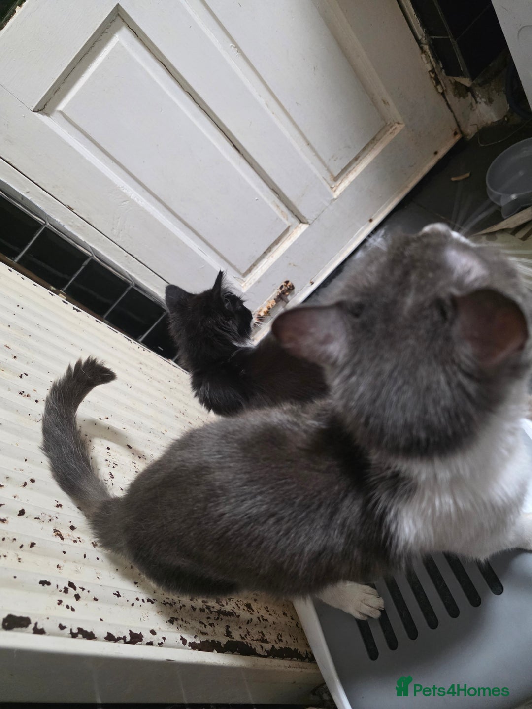 British Longhair cats for sale: Loving Kittens Ready for Homes - Image 5