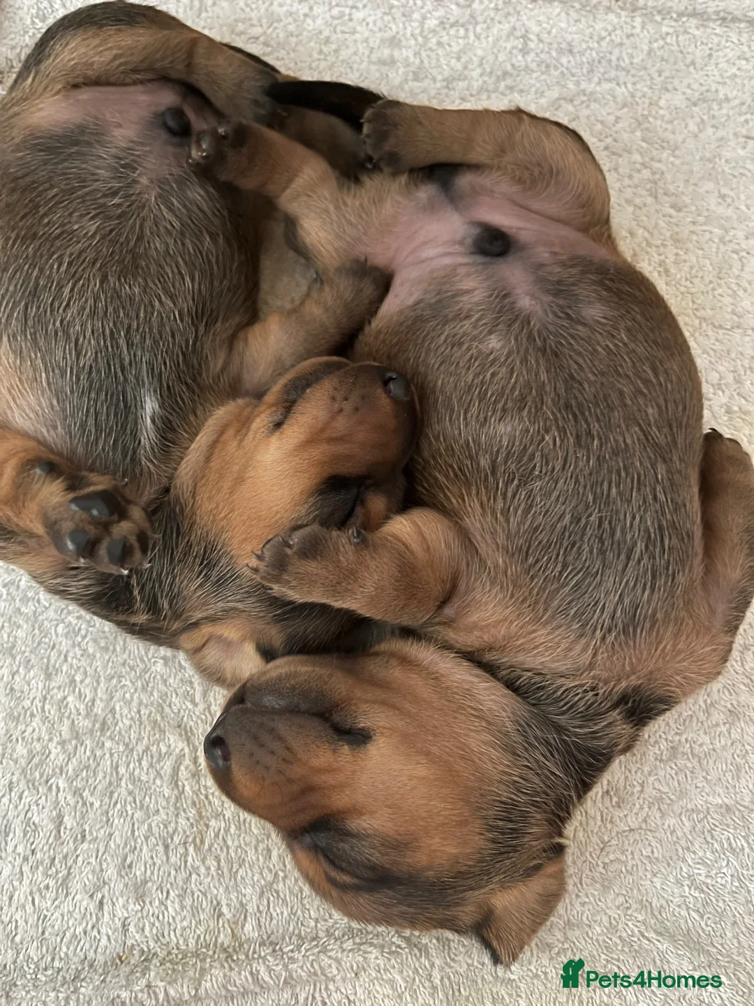 Miniature Dachshund dogs for sale: Two handsome KC miniature dauchounds for sale  - Advert 2