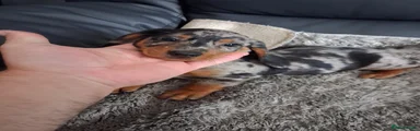 Miniature Dachshund 4
