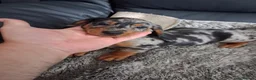 Miniature Dachshund dogs for sale: Miniature dachshund puppies boys and girls - Advert 12