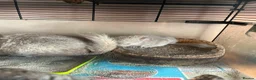 Chinchilla rodents for sale: Baby Chinchilla - Advert 3