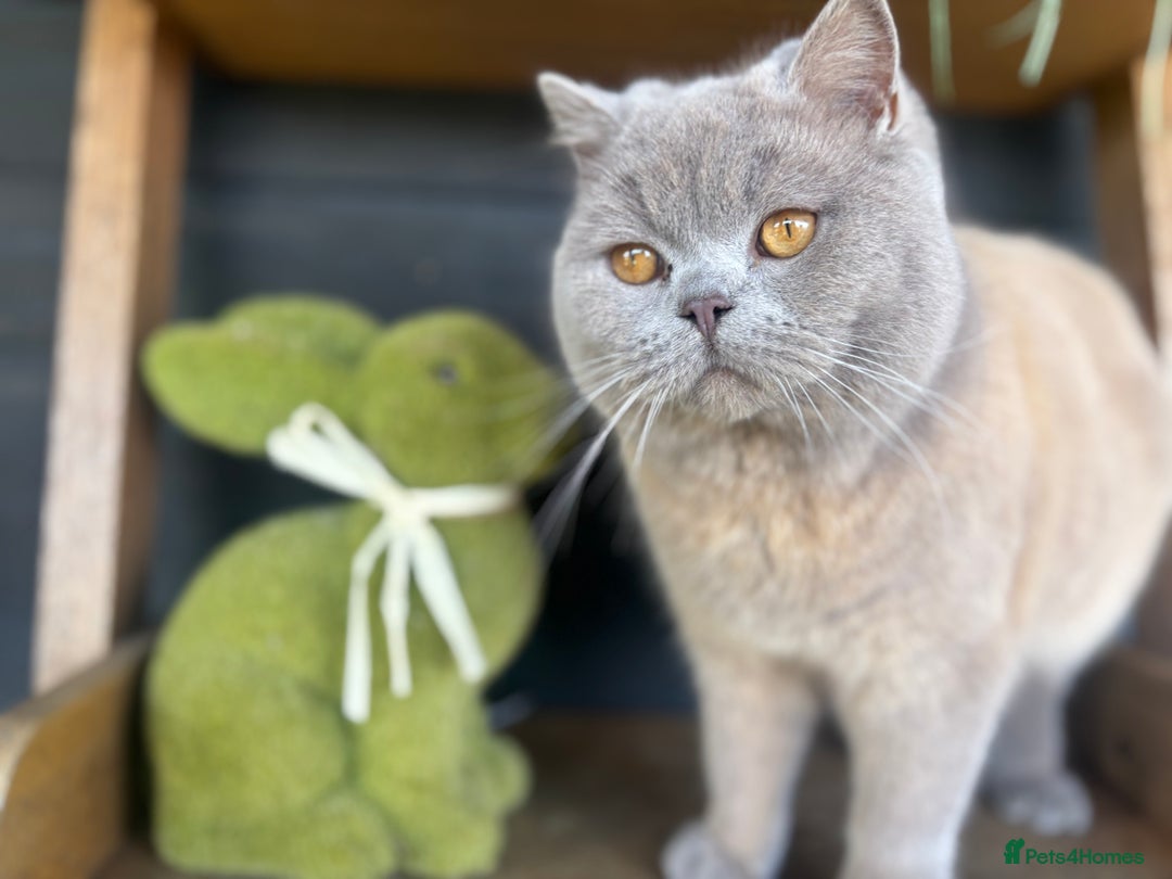 British Shorthair cats for stud: British shorthair proven stud - Advert 8