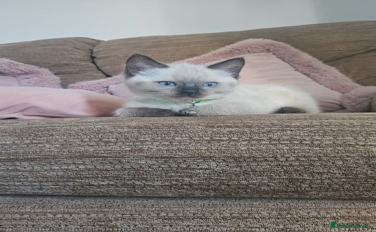 Mixed Breed cats - Advert 15