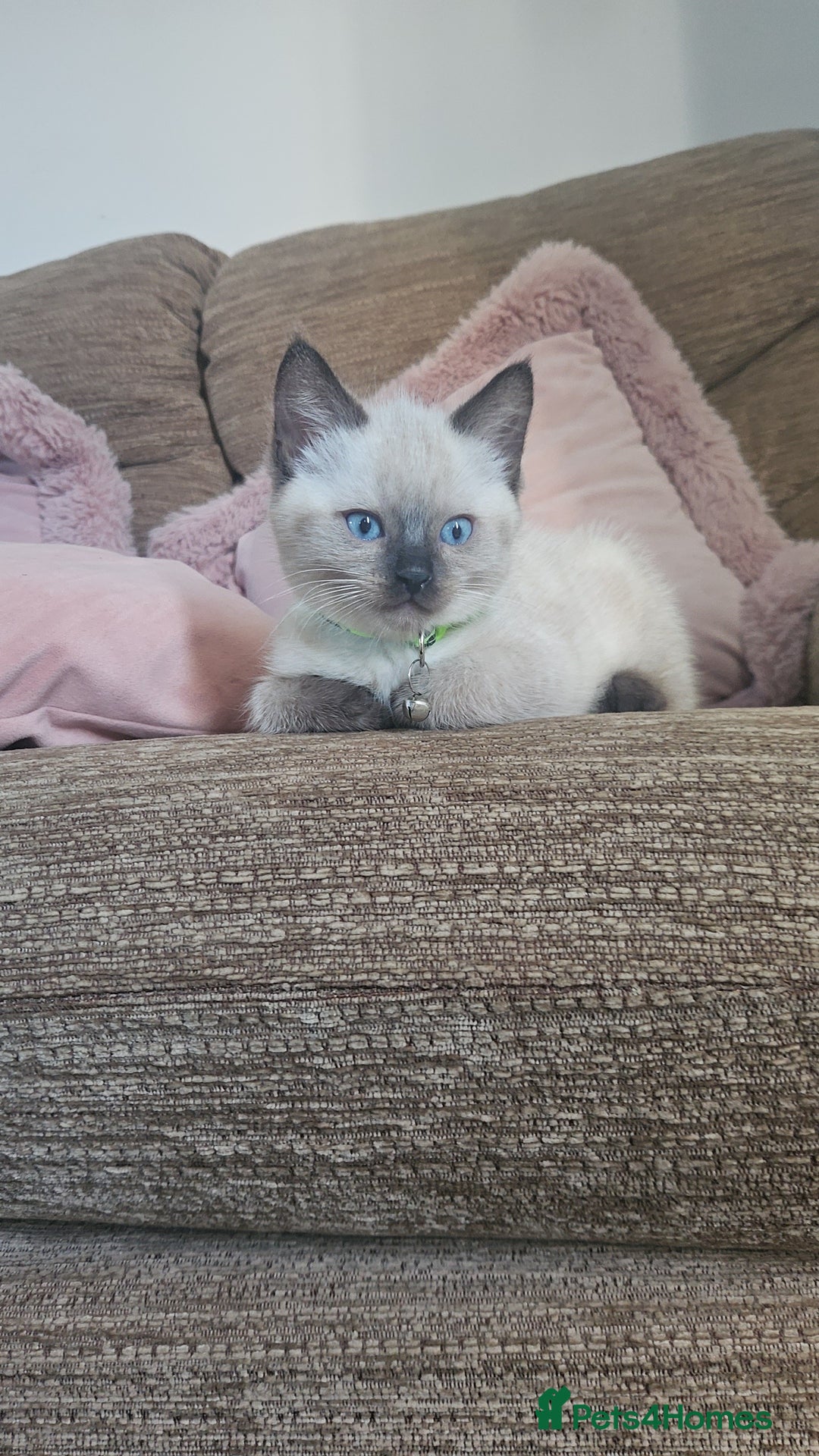 Mixed Breed cats for sale: Kittens mix breed.  - Image 1