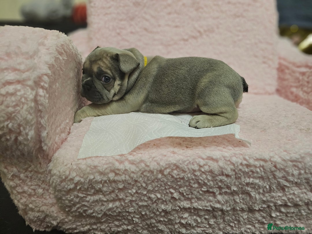 French Bulldog dogs for sale: French bulldog puppies - Advert 8