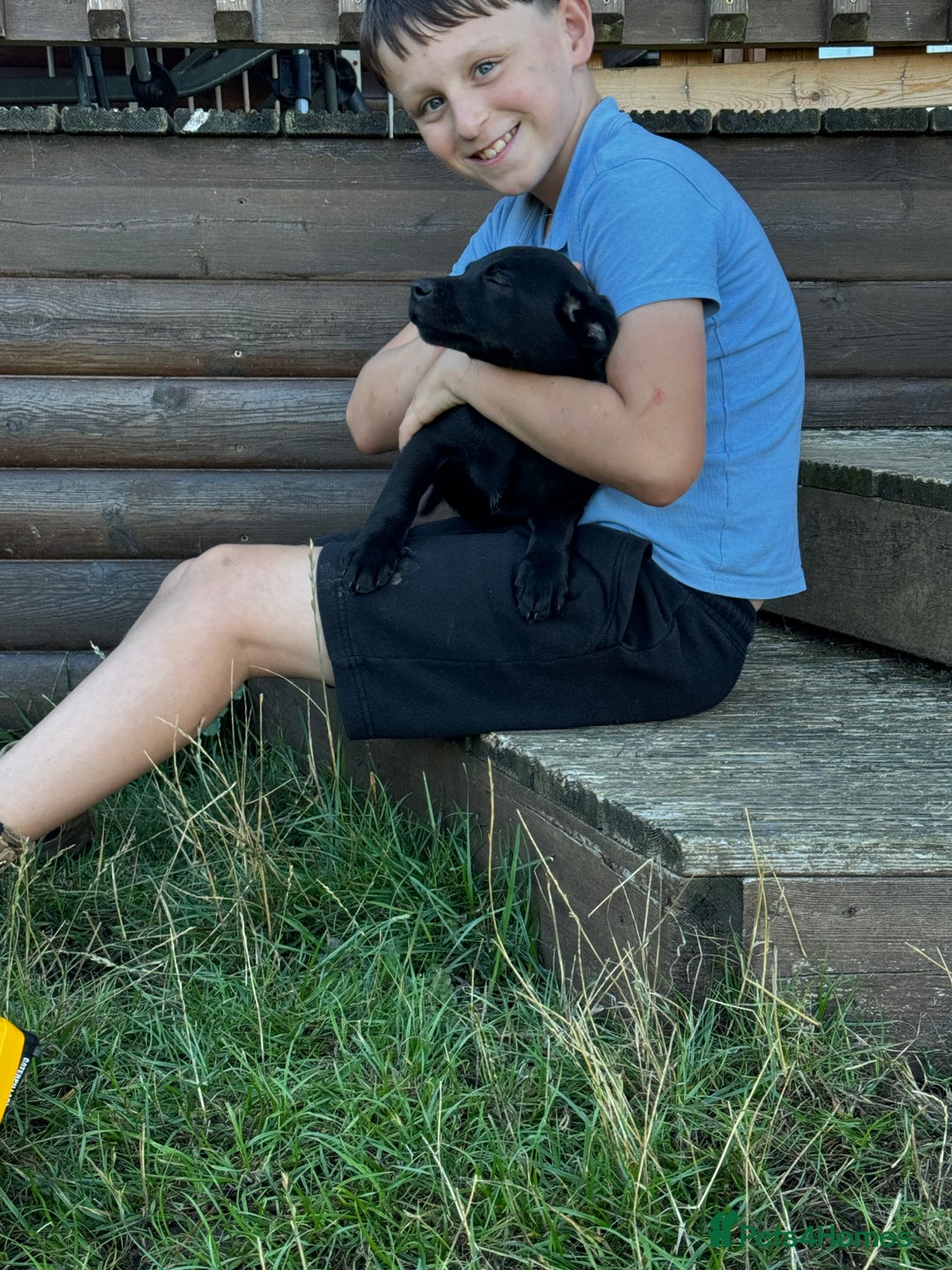Labrador Retriever dogs for sale: Labrador puppies - Image 3