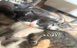 Domestic Shorthair cats for sale: 5 beautiful kittens 🖤 - Image 5