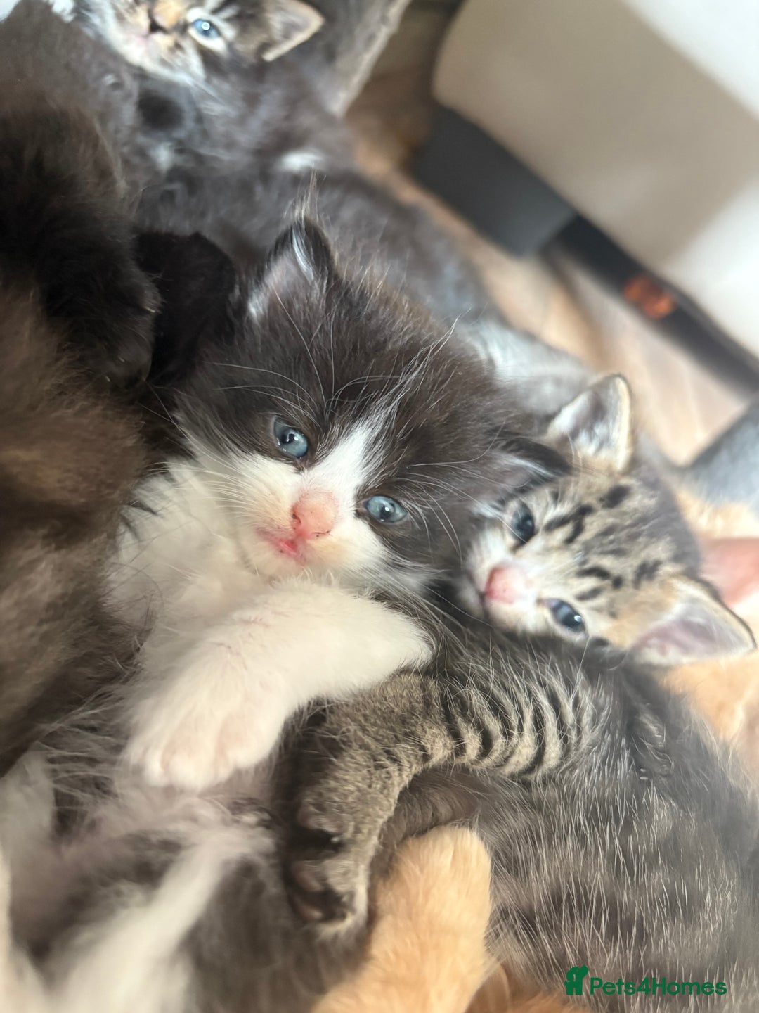 Domestic Shorthair cats for sale: 5 beautiful kittens 🖤 - Image 5