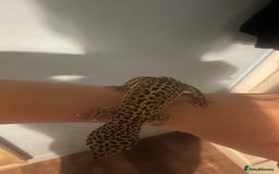 Leopard Gecko reptiles for sale: Leopard gecko for sale - Image 5