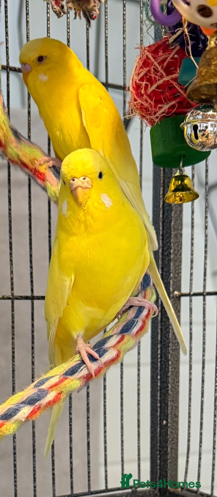 Budgerigars birds   Beautiful Lutino Budgies — 5 Months — Runcorn - Advert 1