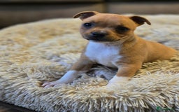 Staffordshire Bull Terrier dogs for sale: !READY NOW! KC Reg Quality Red Staffy Puppies  - Image 14