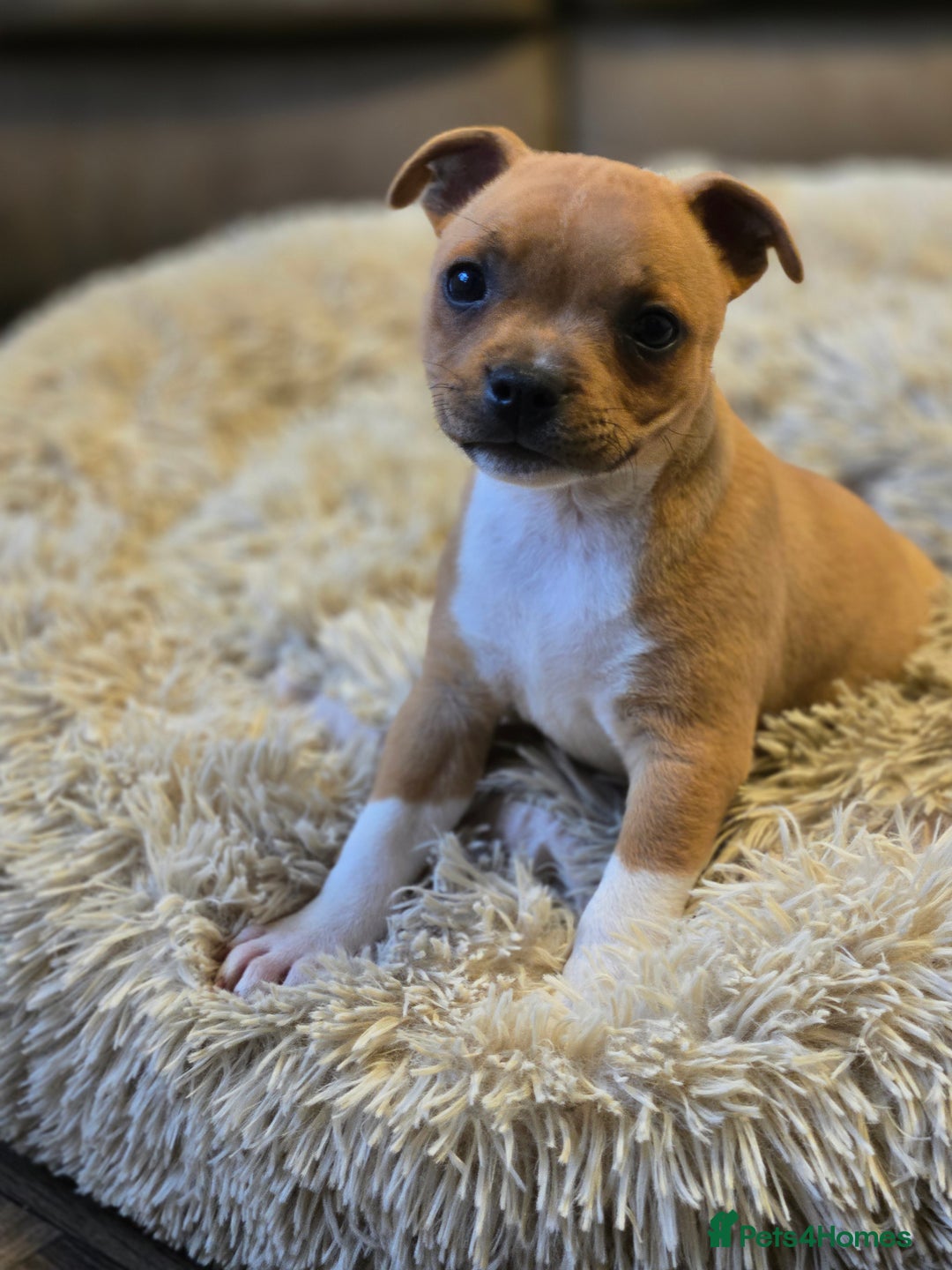 Staffordshire Bull Terrier dogs for sale: !READY NOW! KC Reg Quality Red Staffy Puppies  - Image 14