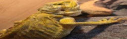 Bearded Dragon reptiles for sale: Beautiful Bearded Dragon Loving Home Needed 🦎❤️ - Advert 3