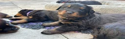 Rottweiler dogs for sale: Rottweilers KC reg full tested TOP QUALITY  - Advert 27