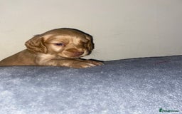 Cockapoo dogs for sale: F2 Cockapoo pups  - Image 6
