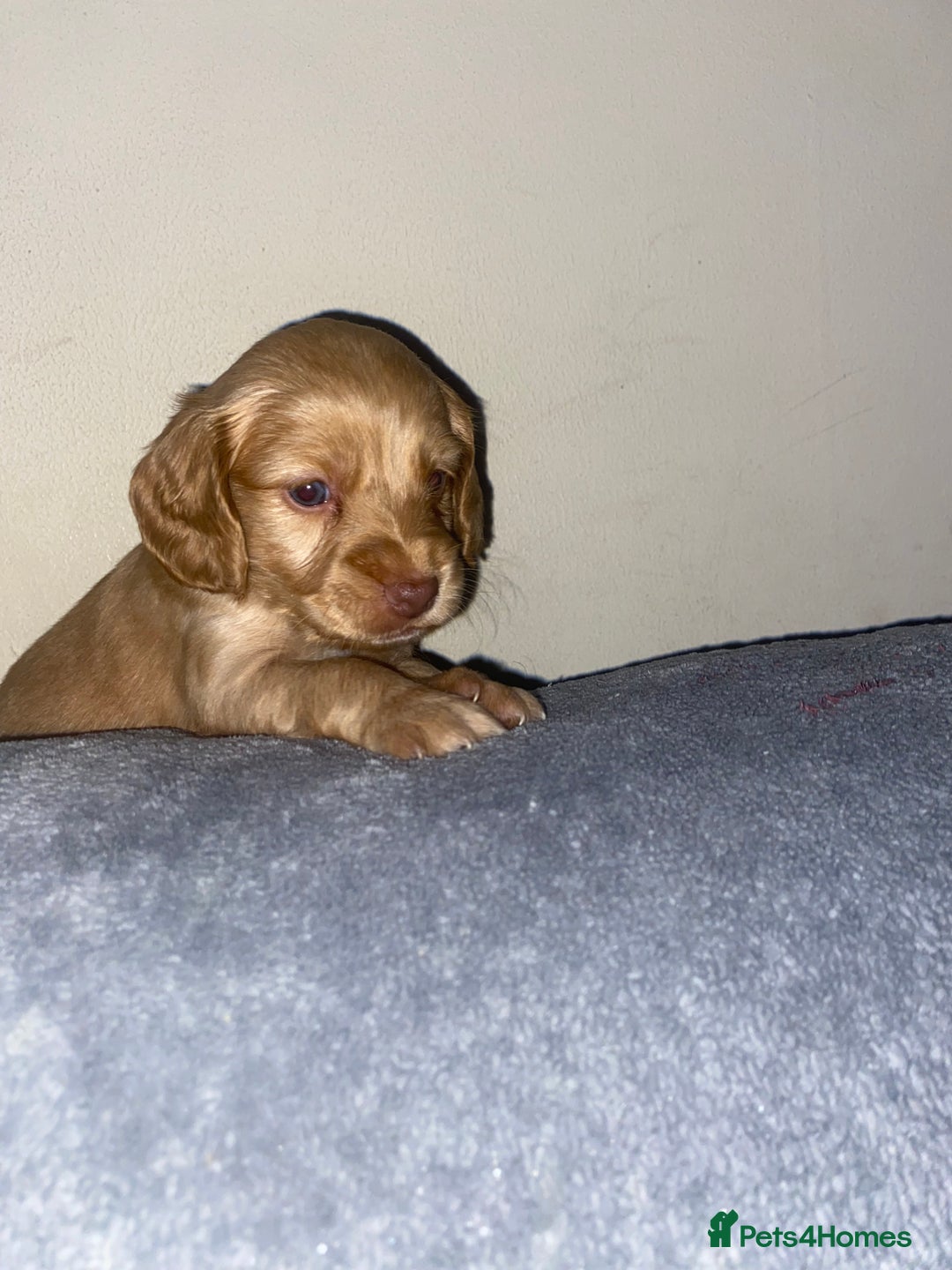 Cockapoo dogs for sale: F2 Cockapoo pups  - Image 6