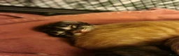 Maine Coon cats for sale: Beautiful TICA registered Maine Coon kittens in Darlington - Advert 14