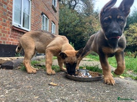 German Shepherd dogs German Shepherd puppies ideal family security dog - Advert 8