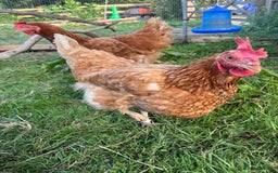Chickens poultry for sale: Rescue hens ready to reserve! - Image 3