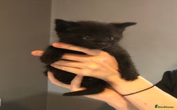 British Shorthair cats for sale: STUNNING AND LOVING BSH x DSH KITTENS - Image 19