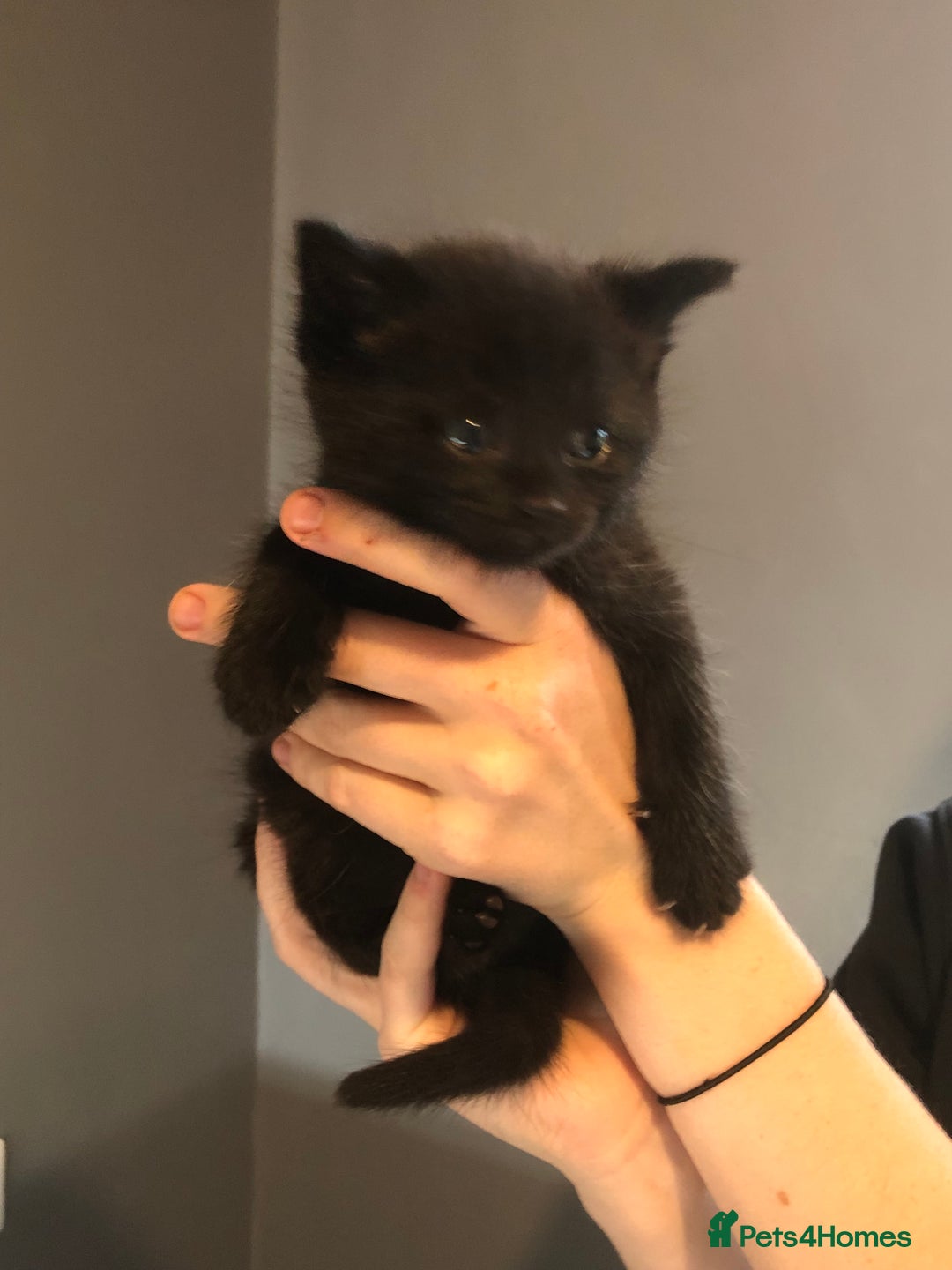 British Shorthair cats for sale: STUNNING AND LOVING BSH x DSH KITTENS - Image 19