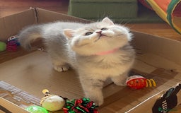 British Shorthair cats for sale: 3 GCCF British Shorthair Kittens– Champion Lines - Image 2