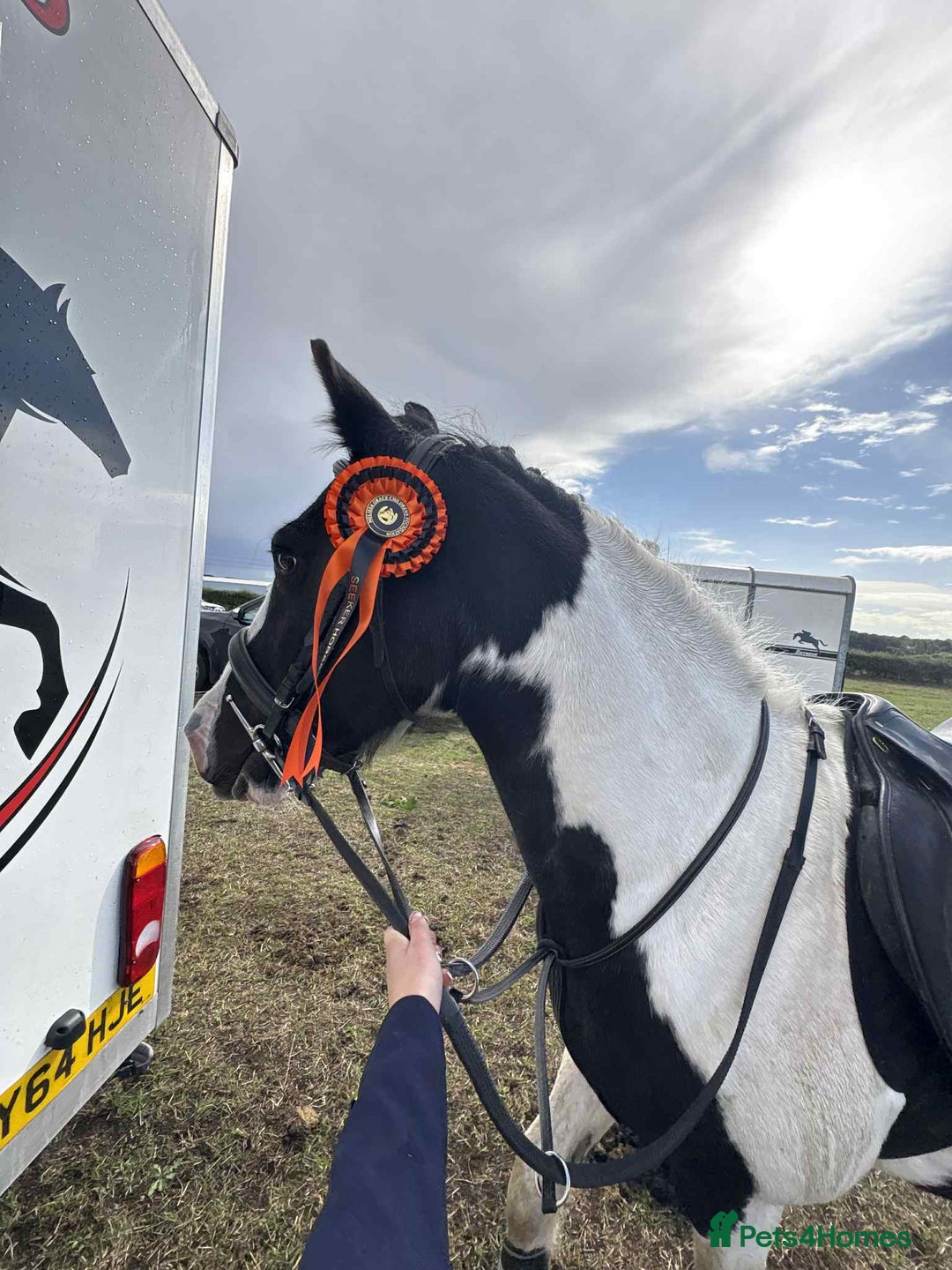 Other Breed horses for sale: Lady athena - Advert 10