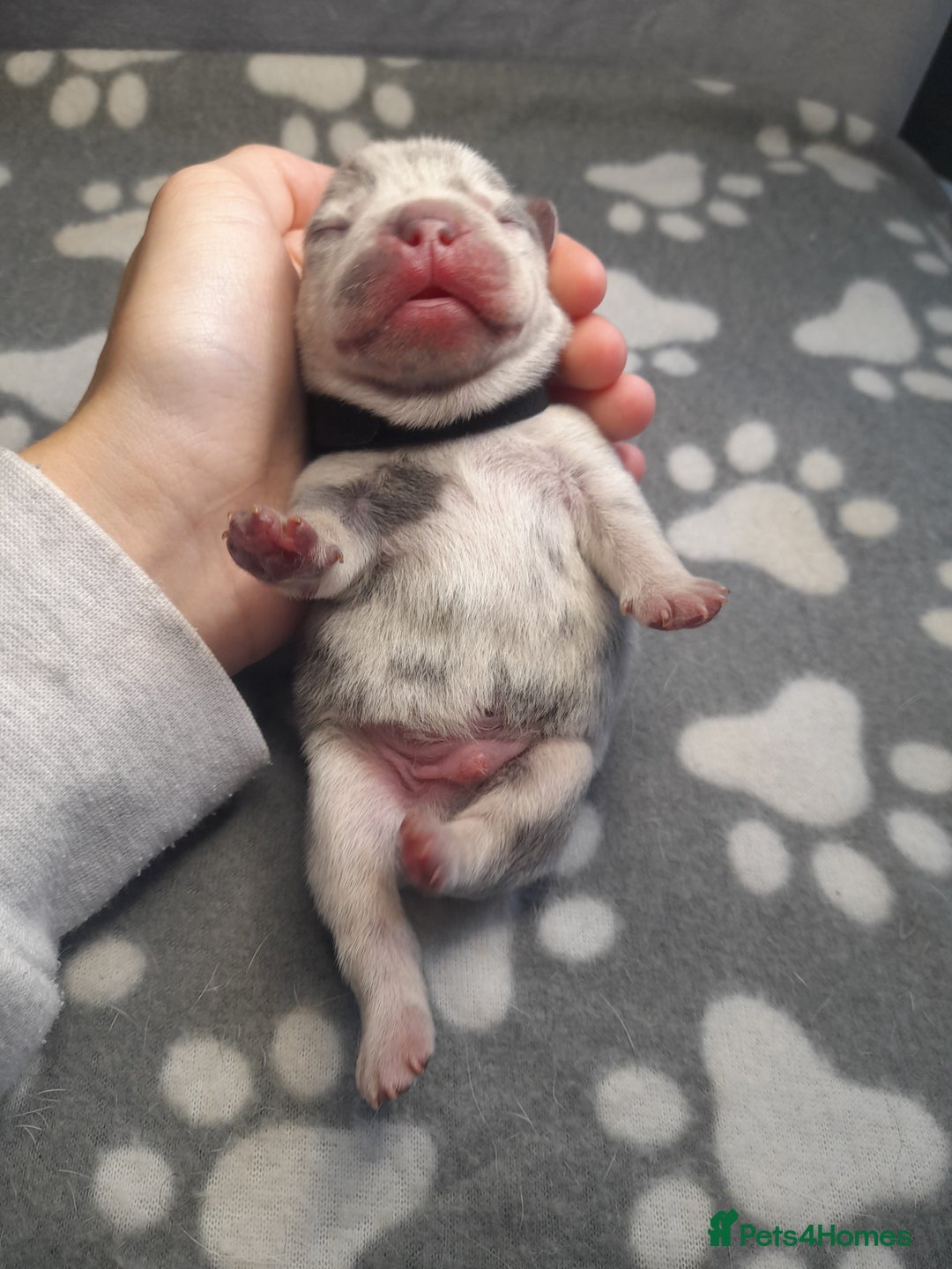 French Bulldog dogs for sale: Pedagree & KC papered merl carrying French bulldog - Image 13
