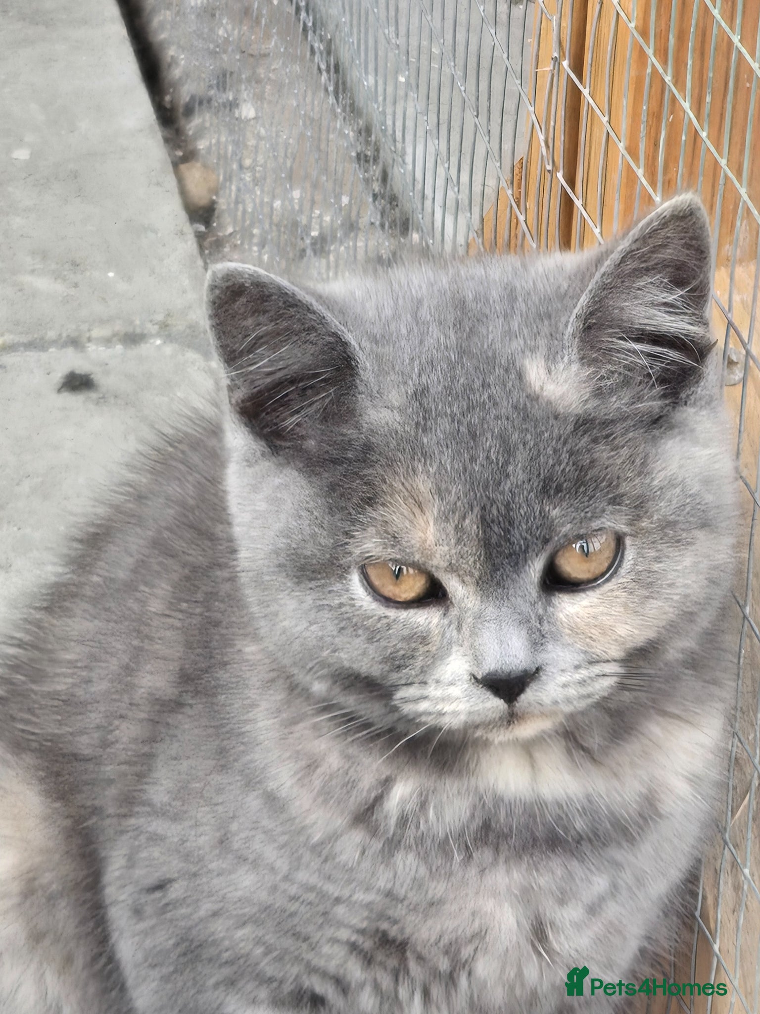 British Shorthair cats ❤️READY NOW❤️ - Advert 3