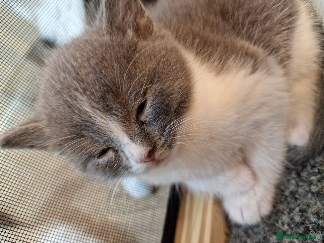 RagaMuffin cats for sale: 3 grey and white female kittens  - Image 17