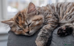 Maine Coon cats for sale: mix maine coon kitten - Image 7
