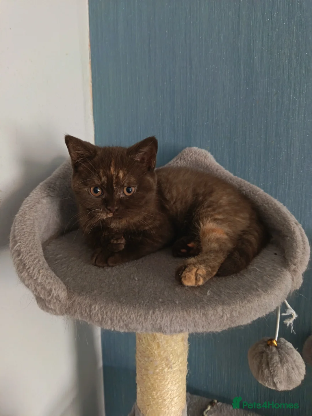 British Shorthair cats for sale: Beautiful GCCF Active Female - Advert 1