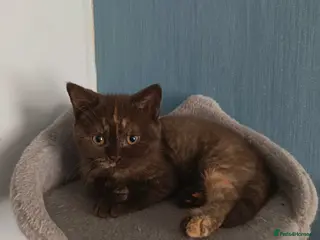 British Shorthair cats Beautiful GCCF Active Female - Advert 14