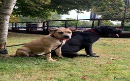 Mixed Breed dogs for sale: Cane Corso mix breed - Image 2