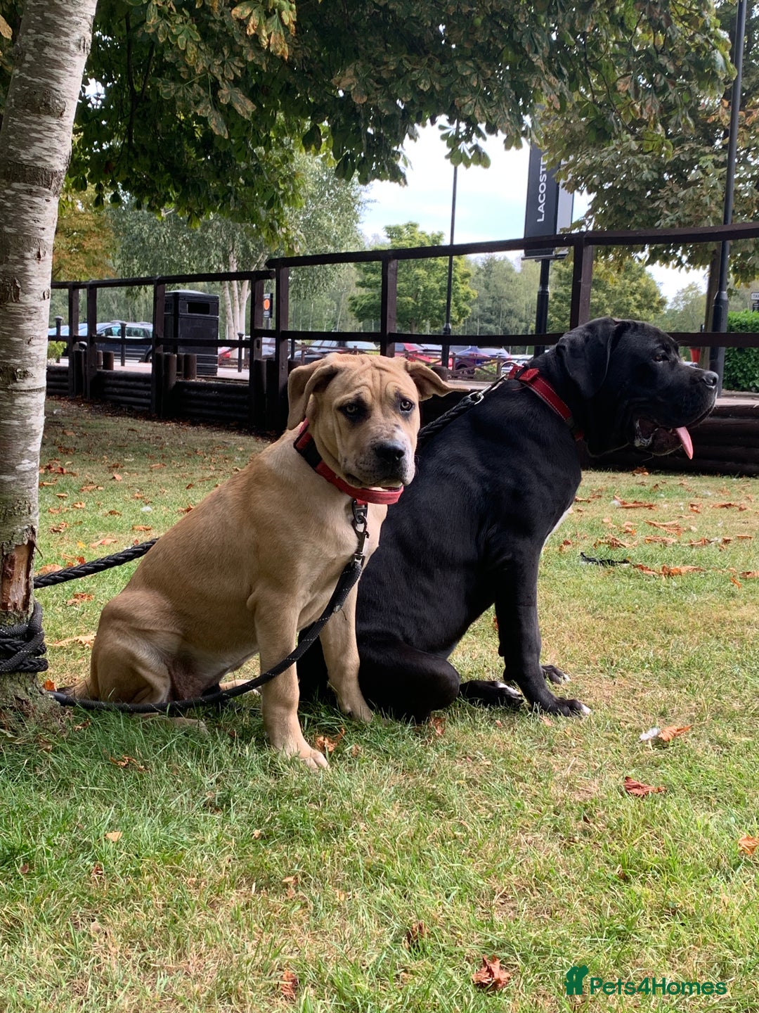 Mixed Breed dogs for sale: Cane Corso mix breed - Image 2