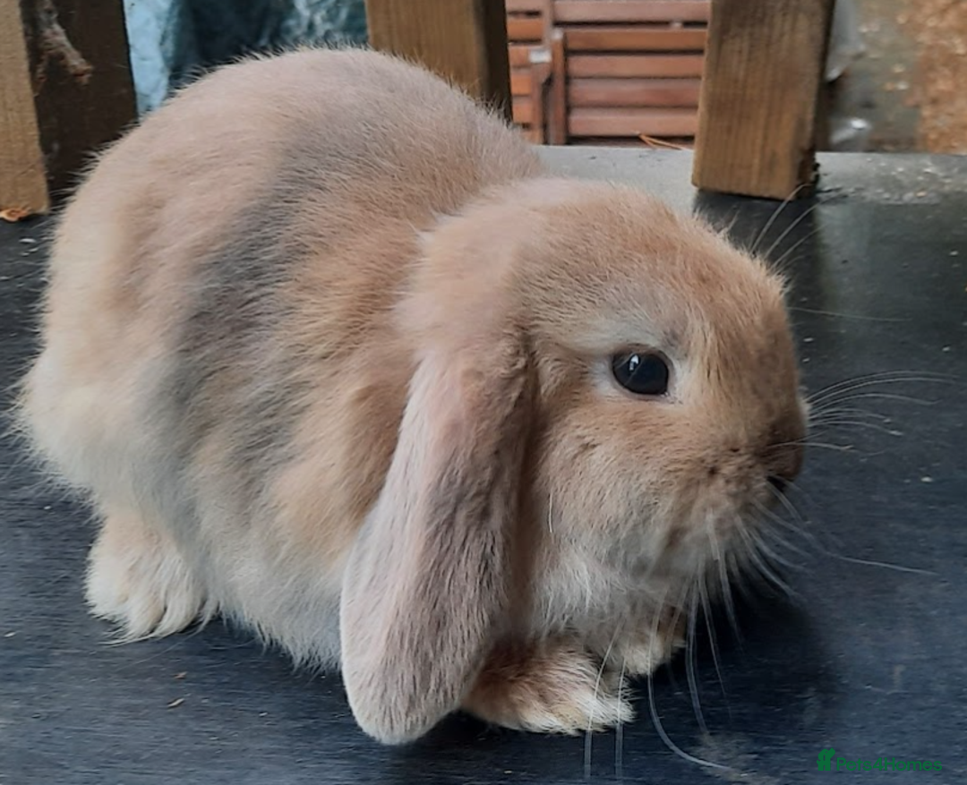 Mini Lop rabbits for sale: 4 mini lop baby rabbits - Image 3