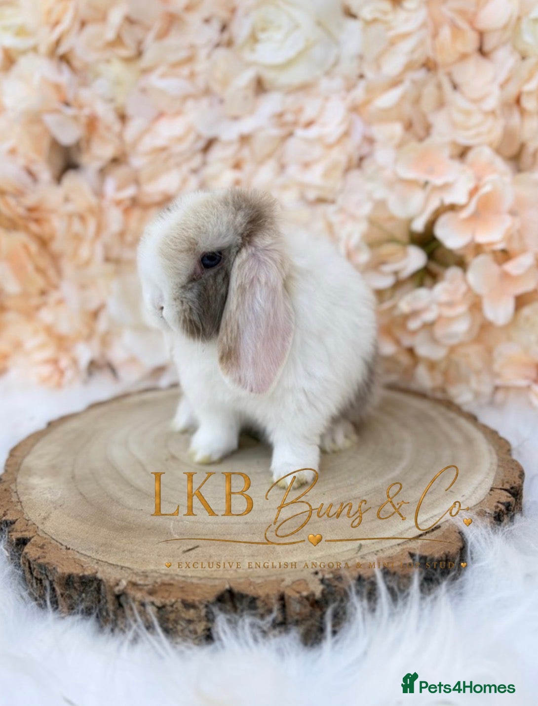 Mini Lop rabbits 🌟 PEDIGREE MINI LOPS 🌟 - Advert 1