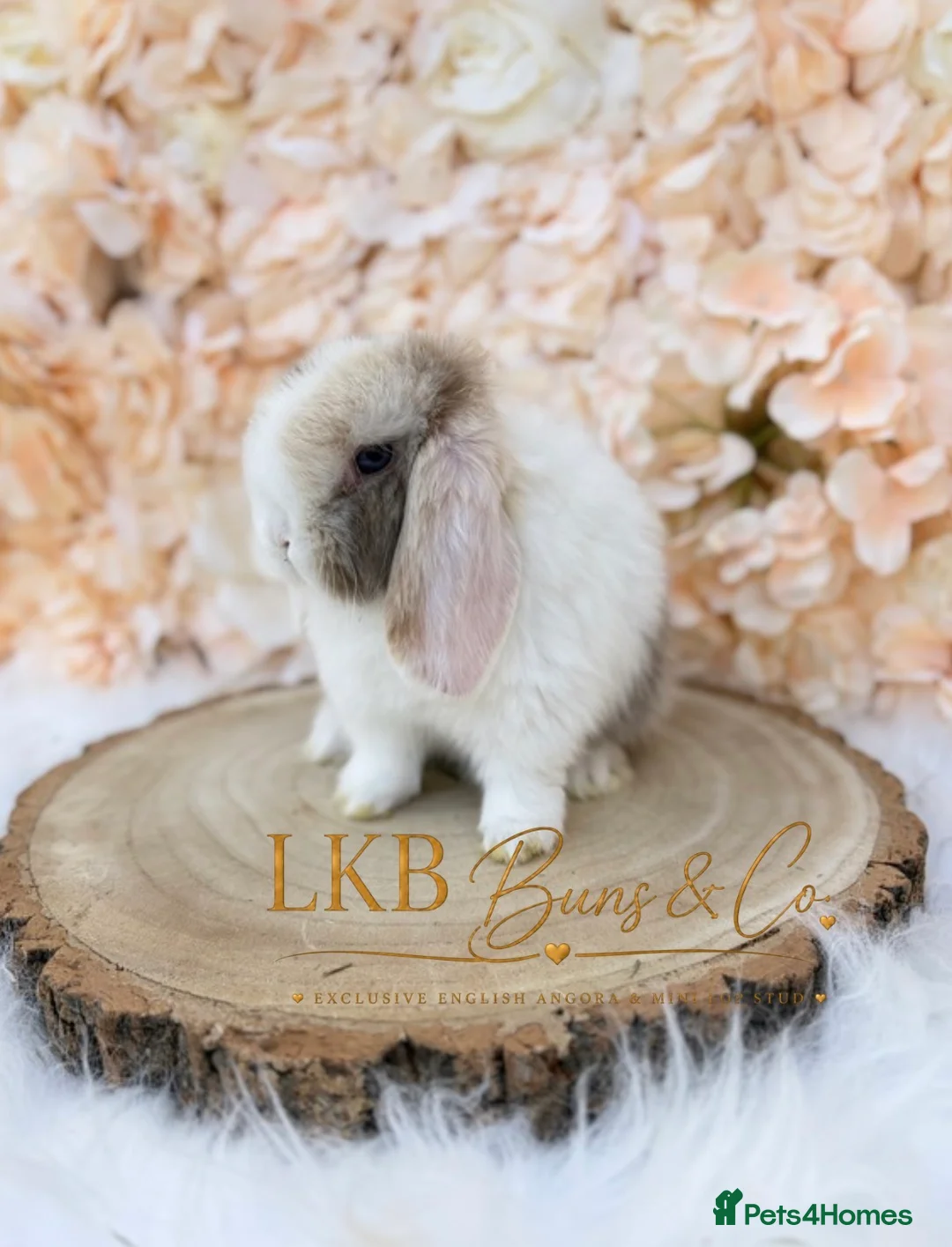 Mini Lop rabbits for sale: 🌟 PEDIGREE MINI LOPS 🌟 - Advert 1