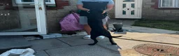 Mixed Breed dogs for sale: STAFFY -KALI in Swansea - Advert 7