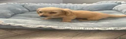 Miniature Dachshund dogs for sale: Beautiful English cream miniature Dachshund - Advert 8